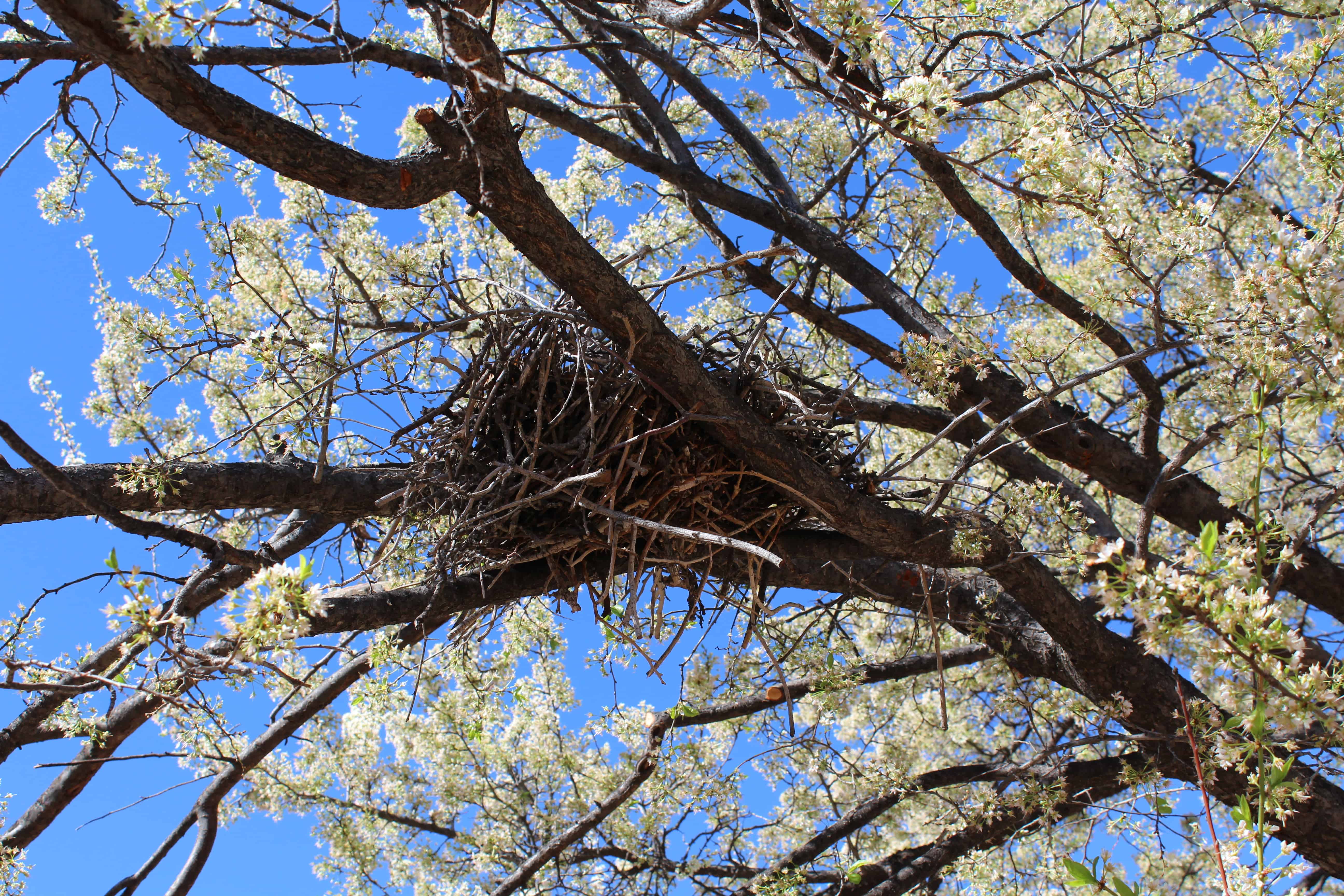 fruit-tree-and-birdnest-two