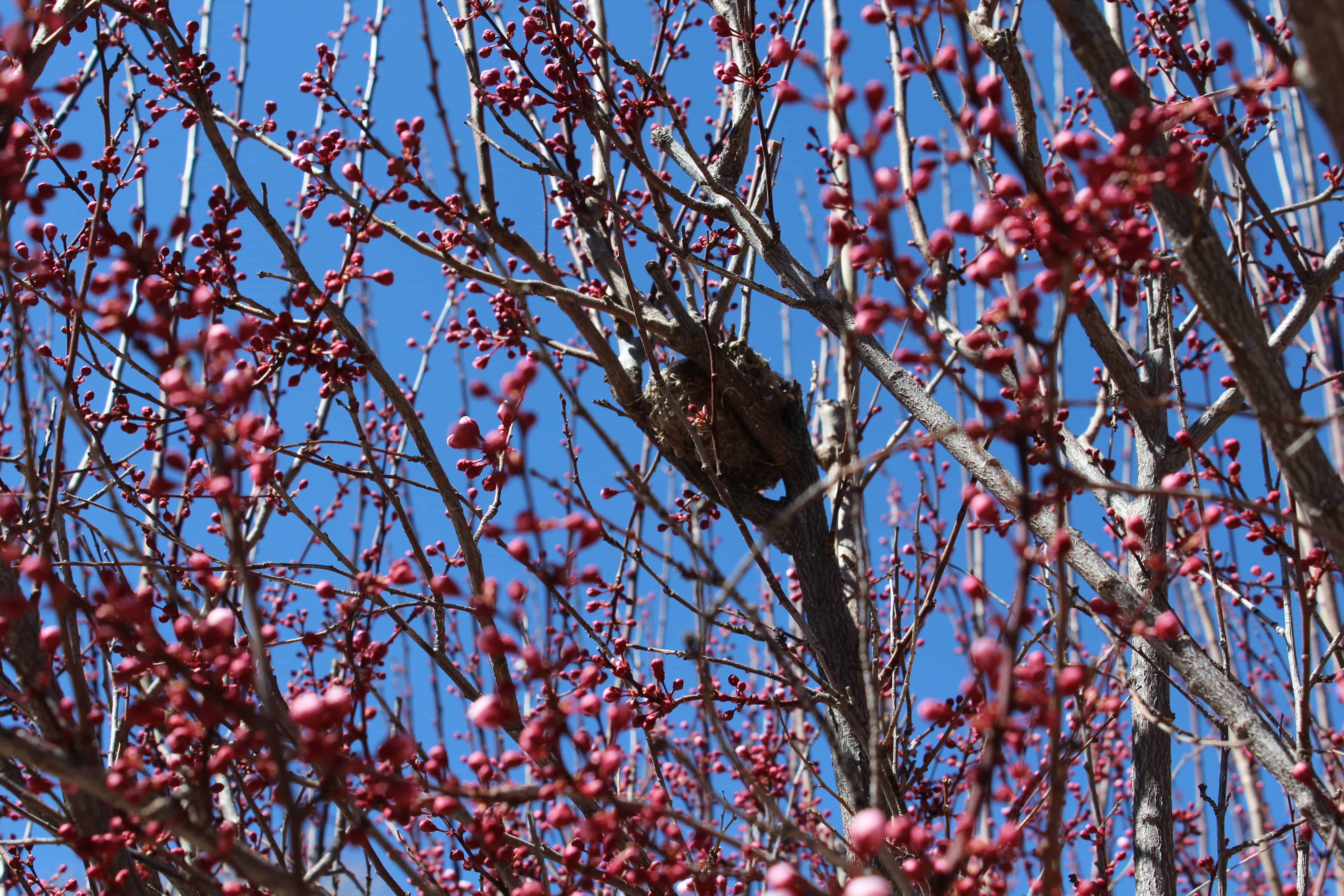 fruit-tree-and-birdnest