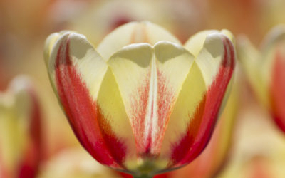 Spring Tulip in the Sun