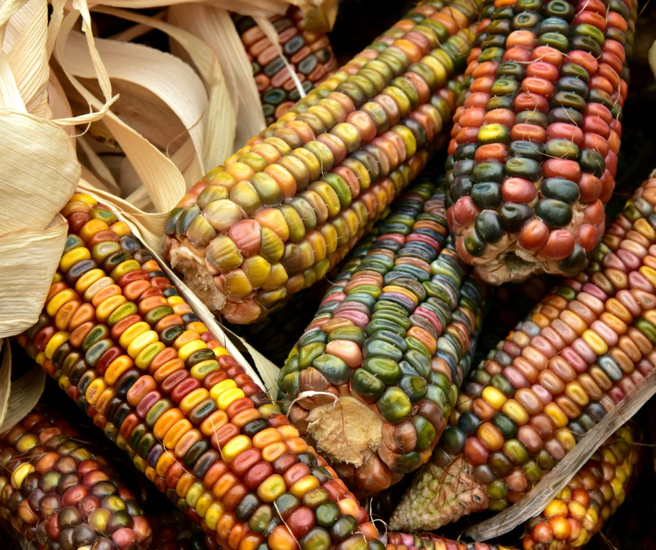 Colored dried corn