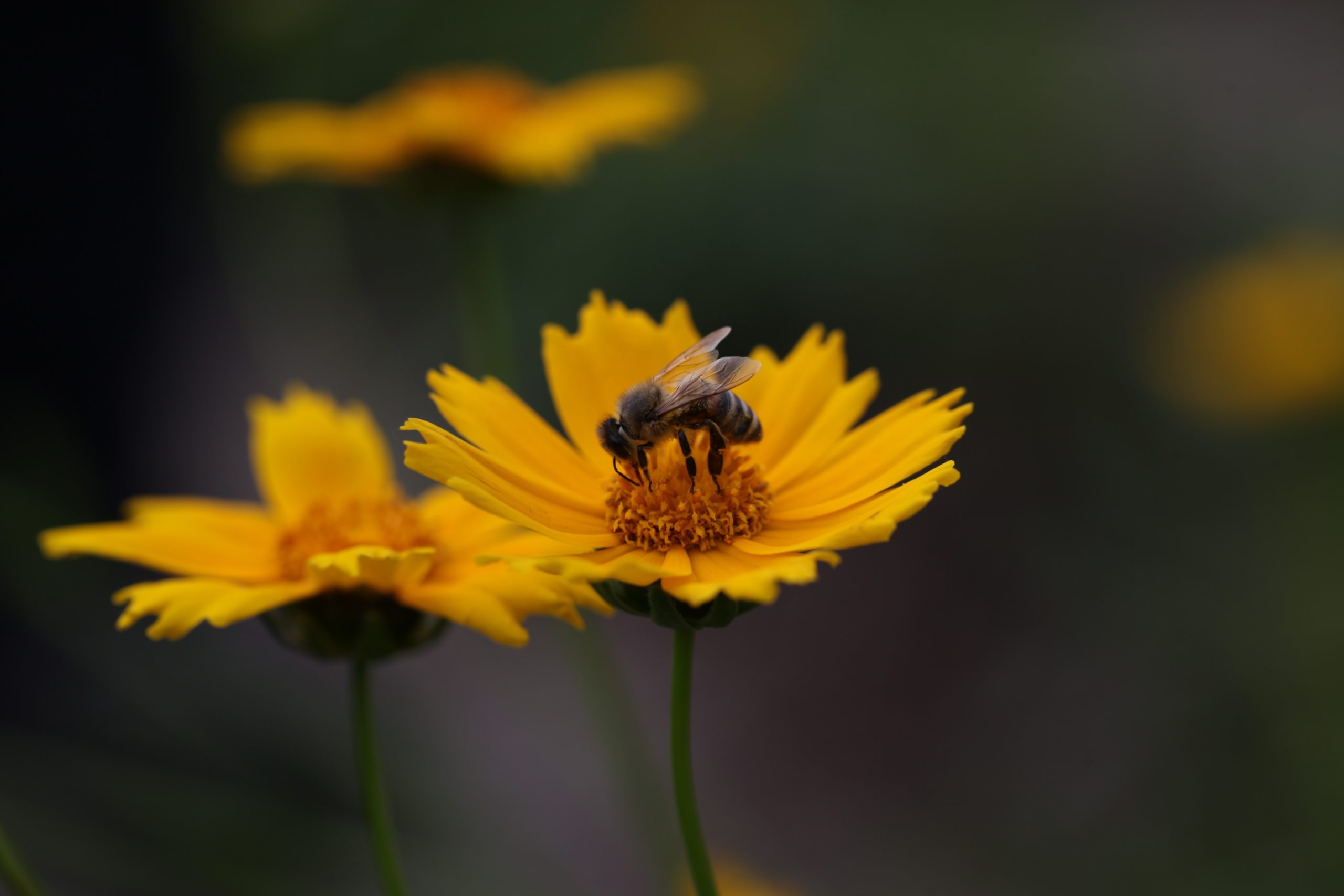 honey bee on cosmo flower