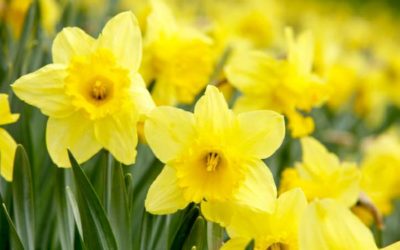 Daffodils signaling Spring